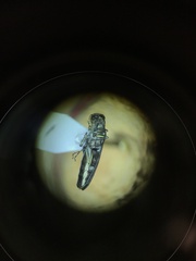 Agrilini