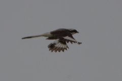 Lanius excubitoroides