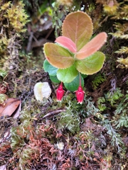 Vaccinium dentatum