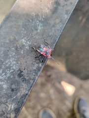 Alcaeorrhynchus grandis