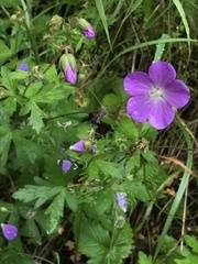 Geranium oreganum