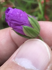 Geranium oreganum