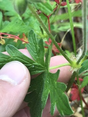 Geranium oreganum