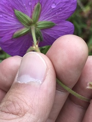 Geranium oreganum