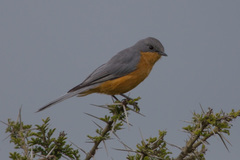 Melaenornis semipartitus