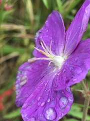 Geranium oreganum