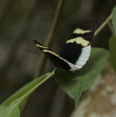 Heliconius eleuchia
