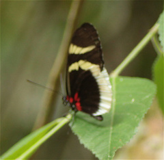 Heliconius eleuchia