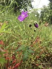 Geranium oreganum