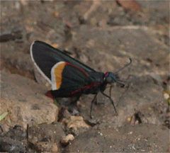 Mysoria barcastus