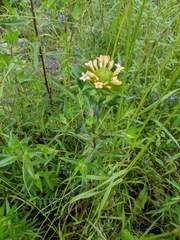 Collomia grandiflora