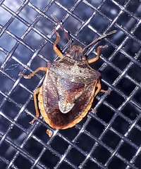 Dendrocoris humeralis