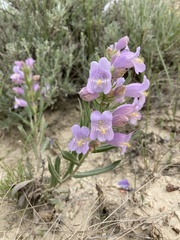 Penstemon eriantherus
