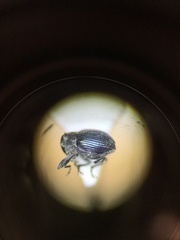 Ceutorhynchus erysimi