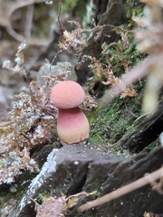 Xerocomellus armeniacus