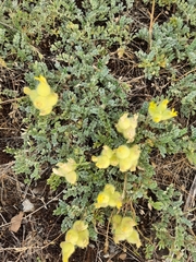 Astragalus vulnerariae
