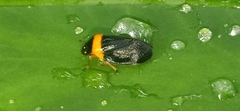 Phymatostetha deschampsi
