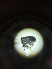 Ceutorhynchus erysimi