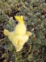 Astragalus vulnerariae
