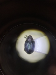 Ceutorhynchus erysimi