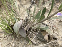 Penstemon eriantherus