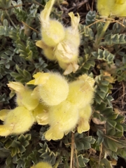 Astragalus vulnerariae