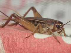Teleogryllus mitratus