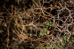 Launaea arborescens