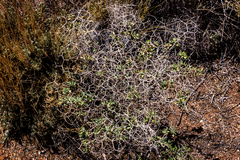 Launaea arborescens