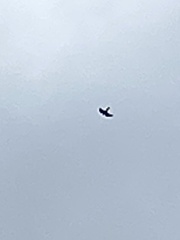 Falconiformes