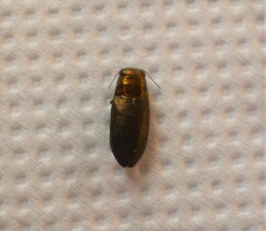 Phaenops aerea