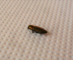 Phaenops aerea
