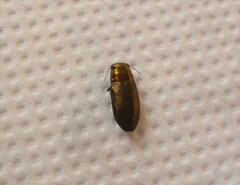 Phaenops aerea