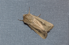 Mythimna alopecuri