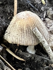 Coprinopsis jonesii