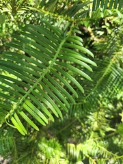 Cephalotaxus