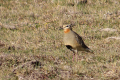 Oreopholus ruficollis