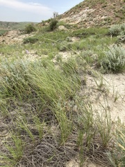 Elymus lanceolatus