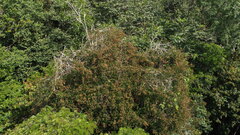 Schnella guianensis