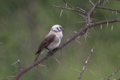 Eurocephalus ruppelli