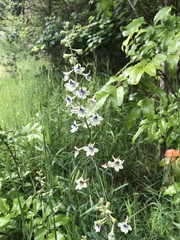Delphinium leucophaeum