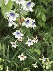 Delphinium leucophaeum