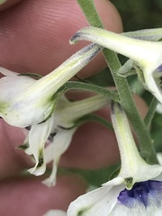 Delphinium leucophaeum