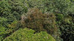 Schnella guianensis