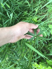 Delphinium leucophaeum