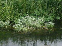 Oenanthe fluviatilis