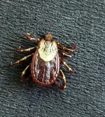 Dermacentor andersoni
