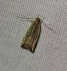 Helcystogramma hystricella