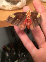 Citheronia beledonon