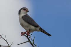 Polihierax semitorquatus